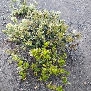 Meet your Posher, Baaria